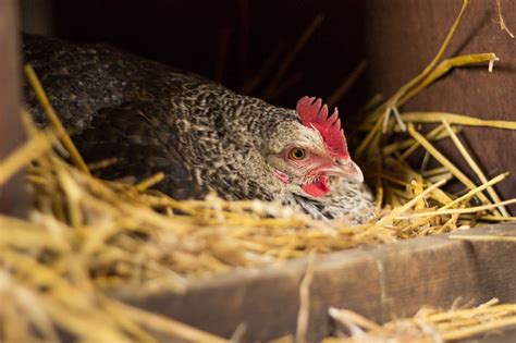 How To Hatch Eggs With A Broody Hen (Tips and Advice) - The Hen's Loft