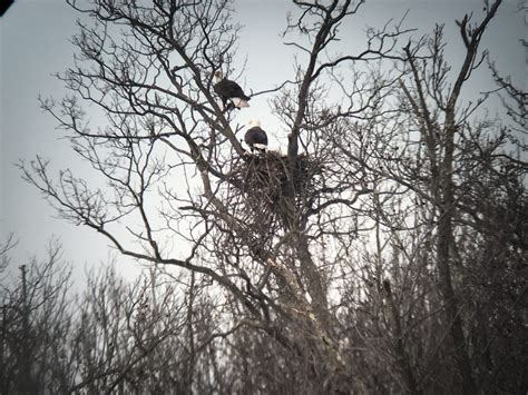 Park Commission Announces Nesting Eagles in Parks | MercerMe