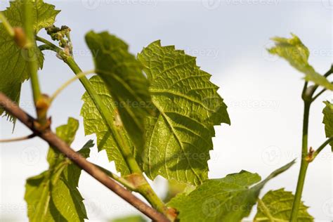 green grape leaves 9494568 Stock Photo at Vecteezy