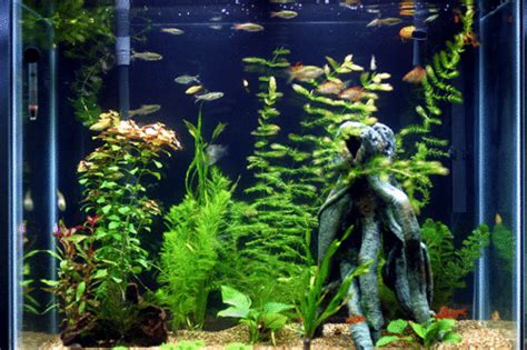 Fish Tank GIF - Find & Share on GIPHY