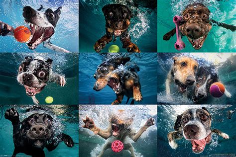 Underwater Dogs Poster Plakat Kaufen Bei Europosters