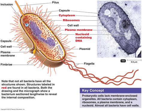 Senthil Prabhu Sivasamy Cell Biology I