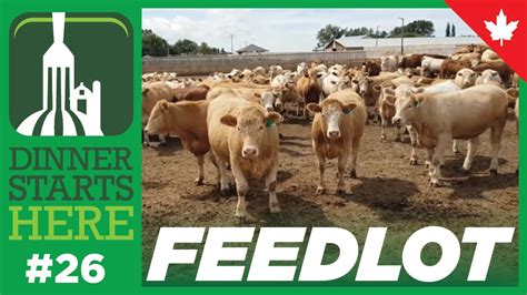 What Is In A Beef Feedlot Farm 26 Dinner Starts Here YouTube