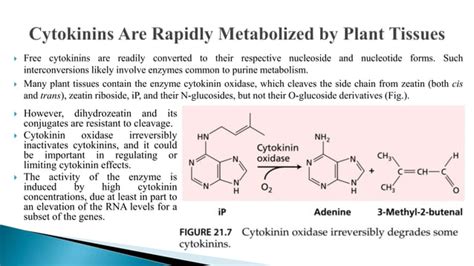 Biosynthesis Translocation Physiological Role Of Cytokinins Pptx Free Download