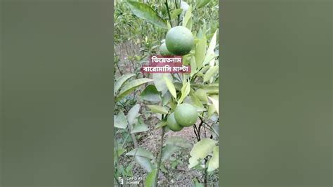 ভিয়েতনাম বারোমাসি মাল্টা ফল। মিষ্টি মালটা। Digital Agro Rangpur Short