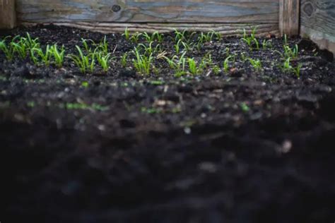 Le Gazon Quand Et Comment Le Planter