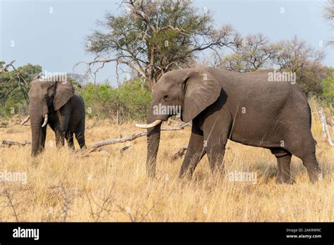 Pair Of Mature Bull Elephants Loxodonta Africana Standing In Open