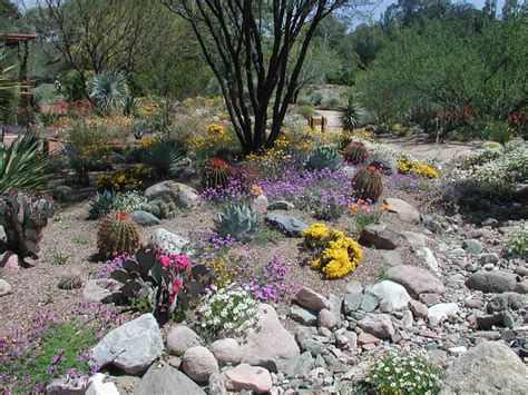 Landscaping Ideas Arizona Desert