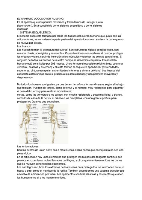 SOLUTION Trabajo Pr Ctico Del Aparato Locomotor Humano Studypool