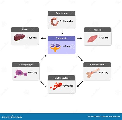 How Much Iron Is There In Liver at Jeffrey Gavin blog