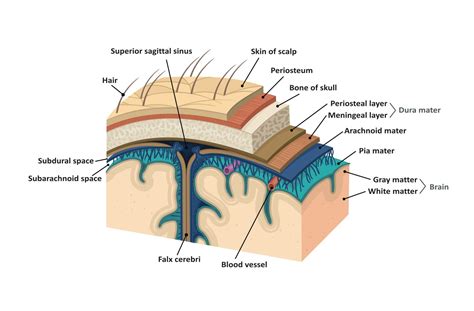 Meninges. Human brain | Human brain, Dura mater, Human anatomy and physiology