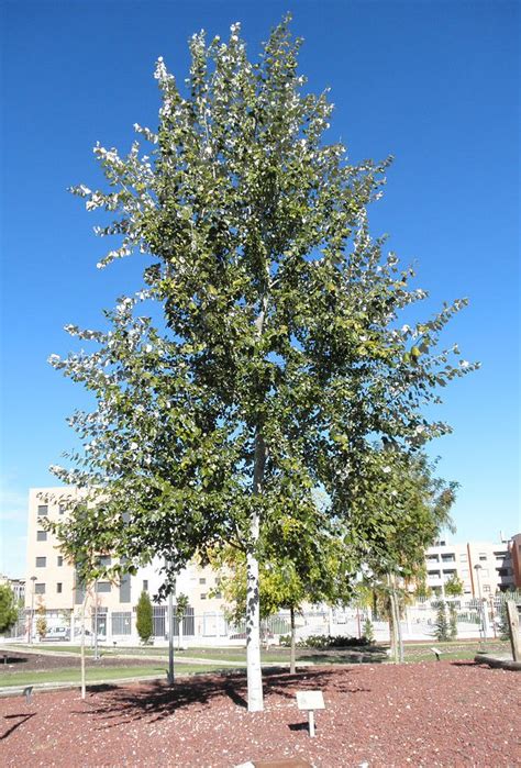 Populus Alba Northern Irelands Specialist Tree Nursery