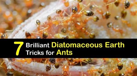 Ant Control - Smart Diatomaceous Earth Uses for Ants