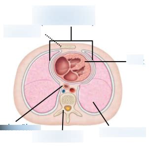 Lage Des Herzens Im K Rper Ansicht Von Unten Diagram Quizlet