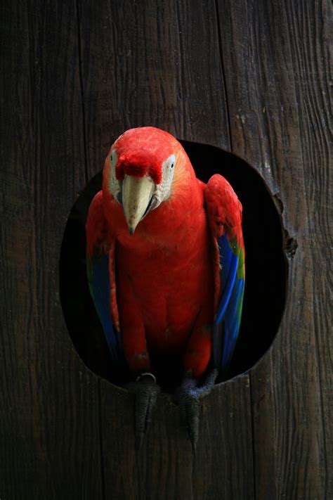 Close-Up Shot of a Scarlet Macaw · Free Stock Photo