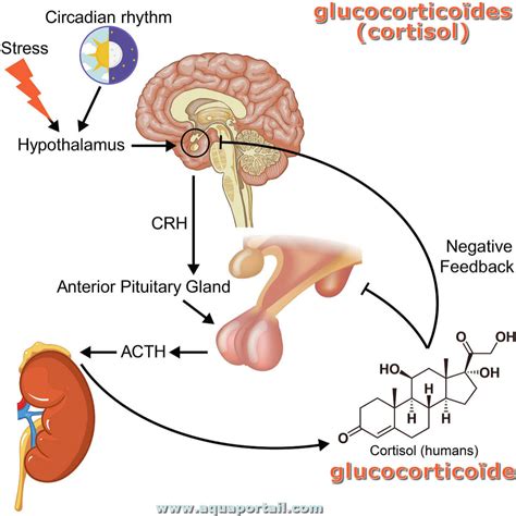 Glucocorticoïde définition et explications