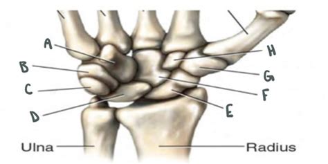 Wrist And Hand Flashcards Quizlet