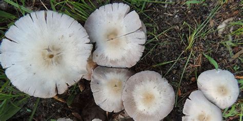 A Complete Guide To Oyster Mushrooms Grocycle