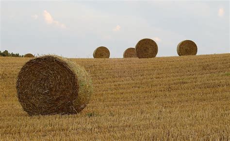 Agriculture Harvest Field Free Photo On Pixabay Pixabay