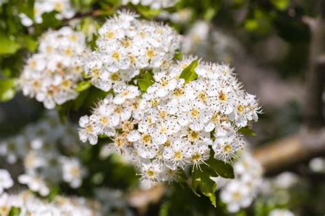 Midland Hawthorn Crataegus Laevigata White Flowering Tree In