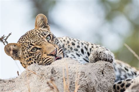 Tage Kleingruppenreise Simbabwe Botswana Reise Rundreisen