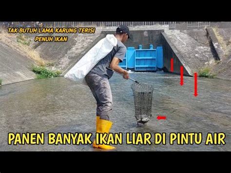 BANYAK IKAN Panen Ikan Liar Di Pintu Air Nyeser Ikan Nila Babon