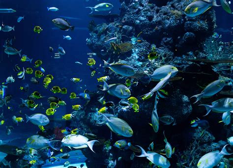 Aquarium On Long Island An Unforgettable Underwater Experience We