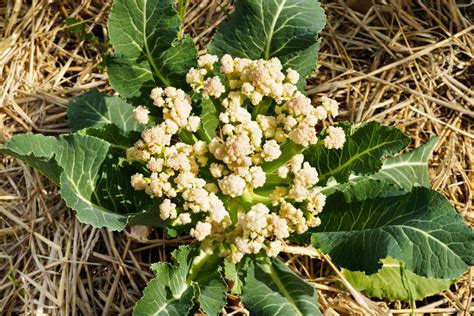 9 Cauliflower Head Disorders And How To Avoid Them