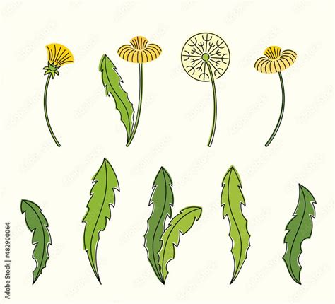 Line Art Watercolor Set Of Dandelion Leaves White And Yellow Flowers