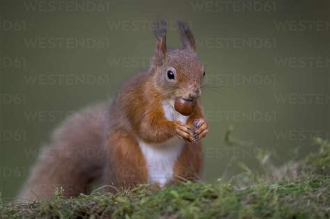 Rotes Eichhörnchen Sciurus Vulgaris Beim Fressen Im Freien