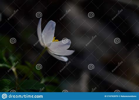 Wood Anemone Early Spring White Wildflower In Nature Stock Photo