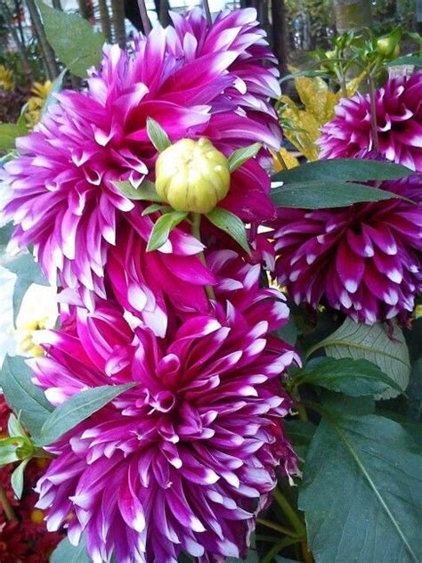 Pin By Sally Farnham On Dahlias Gardens Bouquets And More Planting