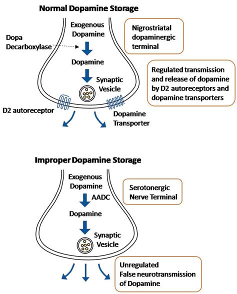 Cells Free Full Text Levodopa Induced Dyskinesia In Parkinsons