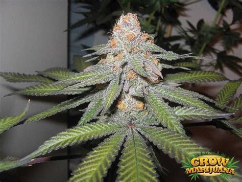 Purple Urkle | Purple Urkle seeds | Grow-Marijuana.com