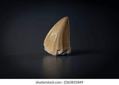 Fossil Mosasaurus Stock Photos - 153 Images | Shutterstock