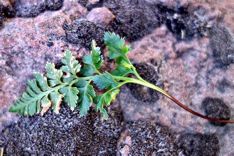 Asplenium Adiantum Nigrum The Ferns Of Macaronesia