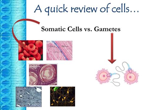 Ppt Summing Up Mendels Laws Powerpoint Presentation Free Download