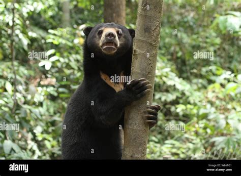 Sun Bear Tree Hi Res Stock Photography And Images Alamy
