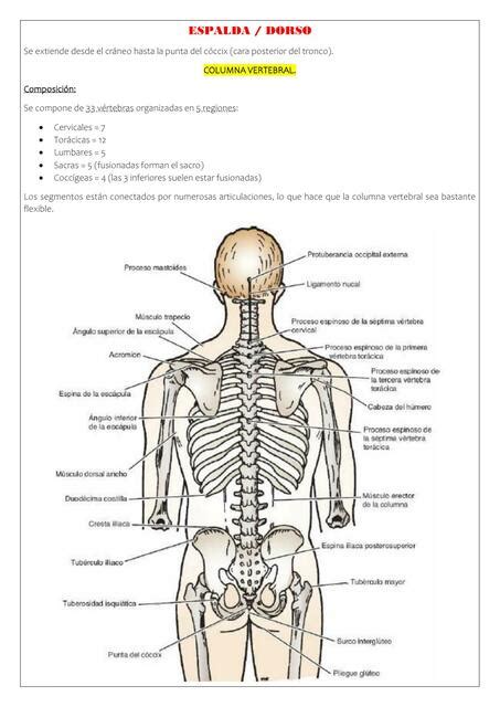 ESPALDA Capítulo 2 Anatomía clínica de Snell 10 ximena jimenez uDocz