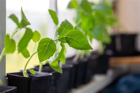 Como Sembrar Tomate Verde Huerto En Casa