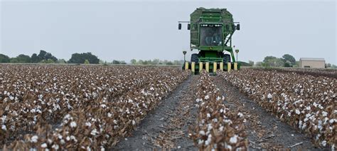 » Cotton Harvesting Time in Texas Andy's Ramblings