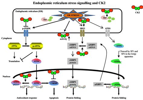 Protein Kinase Ck2 In The Er Stress Response