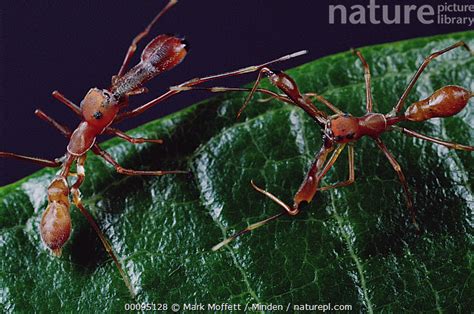 Stock Photo Of Kerengga Ant Like Jumper Myrmarachne Plataleoides