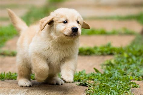 Quanto Custa Um Golden Retriever Golden Retriever Preço E Valores