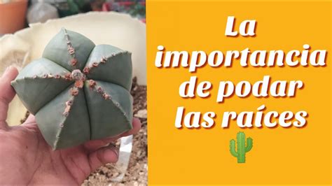 Poda De Raices Y Transplante De Cactus Root Pruning And Cactus