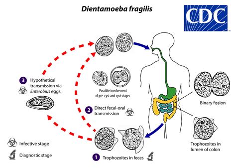 Dientamoeba Fragilis Infection Life Cycle Symptoms Diagnosis And Treatment