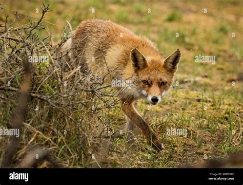 Red fox prancing and playing in the fields and looking for their next ...