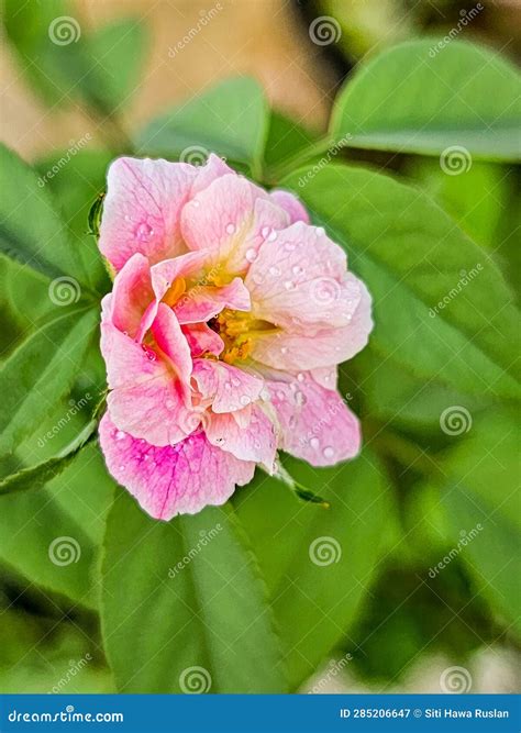 A Pink Rose Flower With Water Drops On It Stock Image Image Of Wild