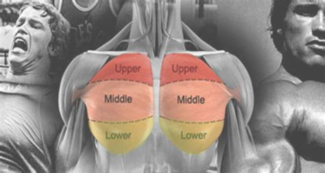 Lower Chest Workout For Rounded And Defined Pecs