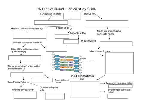 Ninth Grade Lesson Dna Part 1 Structure And Function Dna Biology